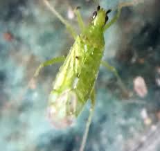 Attēlu rezultāti vaicājumam “Licea pygmaea macro”