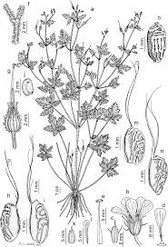 Attēlu rezultāti vaicājumam “Geranium robertianum fruit”