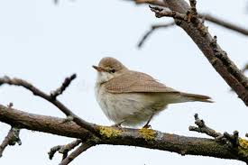 Attēlu rezultāti vaicājumam “Acrocephalus dumetorum”