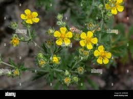 Attēlu rezultāti vaicājumam “Potentilla argentea flower”