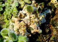 Attēlu rezultāti vaicājumam “Erythricium aurantiacum”