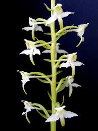 Attēlu rezultāti vaicājumam “Platanthera chlorantha flower”