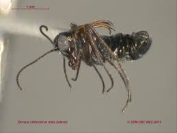 Attēlu rezultāti vaicājumam “Boreus”