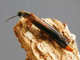 Attēlu rezultāti vaicājumam “Hylecoetus dermestoides male”