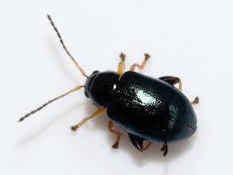 Attēlu rezultāti vaicājumam “Chrysomelidae”