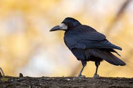 Attēlu rezultāti vaicājumam “Corvus frugilegus”