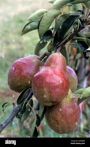 Attēlu rezultāti vaicājumam “Pyrus communis fruit”