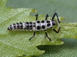Attēlu rezultāti vaicājumam “Calvia decemguttata larva”