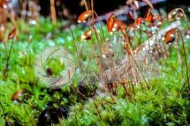 Attēlu rezultāti vaicājumam “Bryum pallescens sporophyte”
