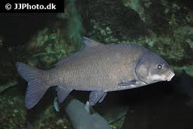 Image result for Ictiobus cyprinellus