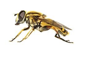 Attēlu rezultāti vaicājumam “Helophilus pendulus”