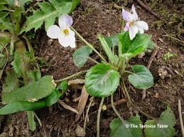 Attēlu rezultāti vaicājumam “Viola canina fruit”