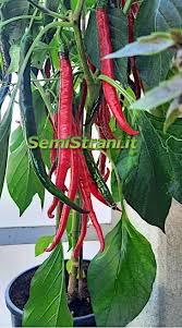 Afbeeldingsresultaat voor joe long cayenne hot pepper