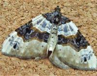 Attēlu rezultāti vaicājumam “Cosmorhoe ocellata”