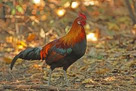 Attēlu rezultāti vaicājumam “Gallus male”