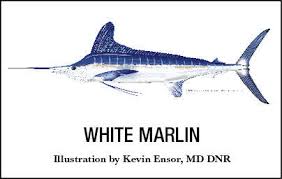 Image result for Kajikia albida