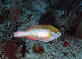 Image result for Sparisoma aurofrenatum