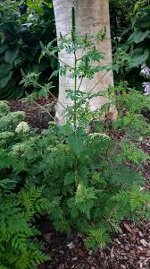Attēlu rezultāti vaicājumam “Ambrosia artemisiifolia”