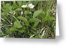 Attēlu rezultāti vaicājumam “Fragaria viridis”