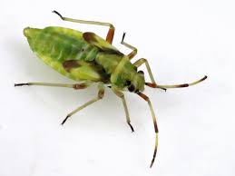 Attēlu rezultāti vaicājumam “Dryophilocoris flavoquadrimaculatus imago”