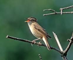 Attēlu rezultāti vaicājumam “Acrocephalus schoenobaenus adult”