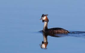 Attēlu rezultāti vaicājumam “Podiceps cristatus”