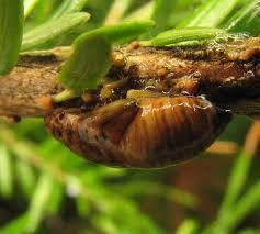 Attēlu rezultāti vaicājumam “Aphrophoridae nymph”