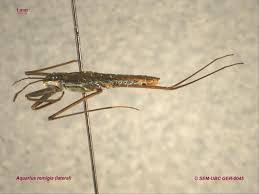 Attēlu rezultāti vaicājumam “Gerridae imago”