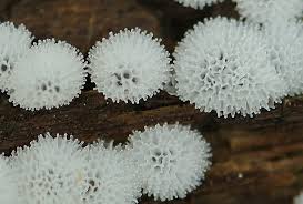 Attēlu rezultāti vaicājumam “Ceratiomyxa fruticulosa”