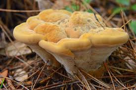 Attēlu rezultāti vaicājumam “Onnia triquetra”