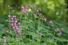 Attēlu rezultāti vaicājumam “Silene dioica flower”