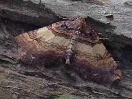 Attēlu rezultāti vaicājumam “Earophila badiata”