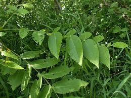 Attēlu rezultāti vaicājumam “Juglans cinerea”