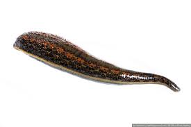 Attēlu rezultāti vaicājumam “Hirudinea”