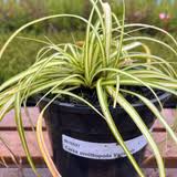 Attēlu rezultāti vaicājumam “Carex ornithopoda”