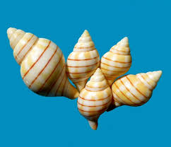 Image result for Cinctura hunteria