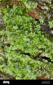 Attēlu rezultāti vaicājumam “Pellia endiviifolia sporophyte”