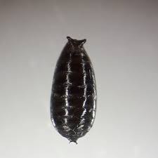 Attēlu rezultāti vaicājumam “Phytomyza ranunculi”