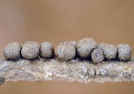 Attēlu rezultāti vaicājumam “Colloderma robustum”