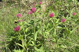 Attēlu rezultāti vaicājumam “Trifolium alpestre”