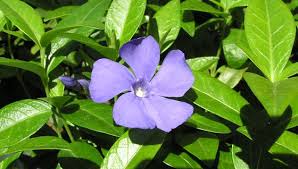 Attēlu rezultāti vaicājumam “Vinca minor flower”