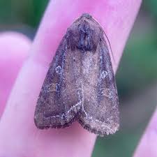 Attēlu rezultāti vaicājumam “Lacanobia oleracea”