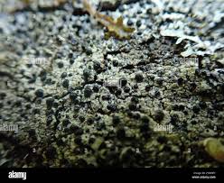 Attēlu rezultāti vaicājumam “Mycoblastus sanguinarius”