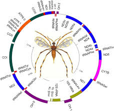 Attēlu rezultāti vaicājumam “Rabdophaga heterobia”
