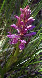 Attēlu rezultāti vaicājumam “Dactylorhiza russowii”
