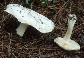Image result for Melanoleuca rasilis var. pseudoluscina