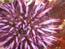 Image result for Mesocentrotus franciscanus