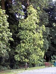 Attēlu rezultāti vaicājumam “Cribraria rubiginosa stalked”