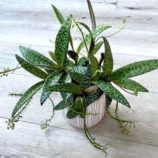 Attēlu rezultāti vaicājumam “Lycogala leopardinum macro”