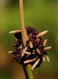 Attēlu rezultāti vaicājumam “Coleophora alticolella”